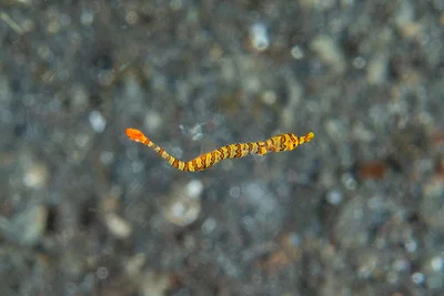 Dunckerocampus multiannulatus - juvenile