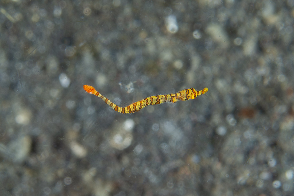Dunckerocampus multiannulatus - juvenile