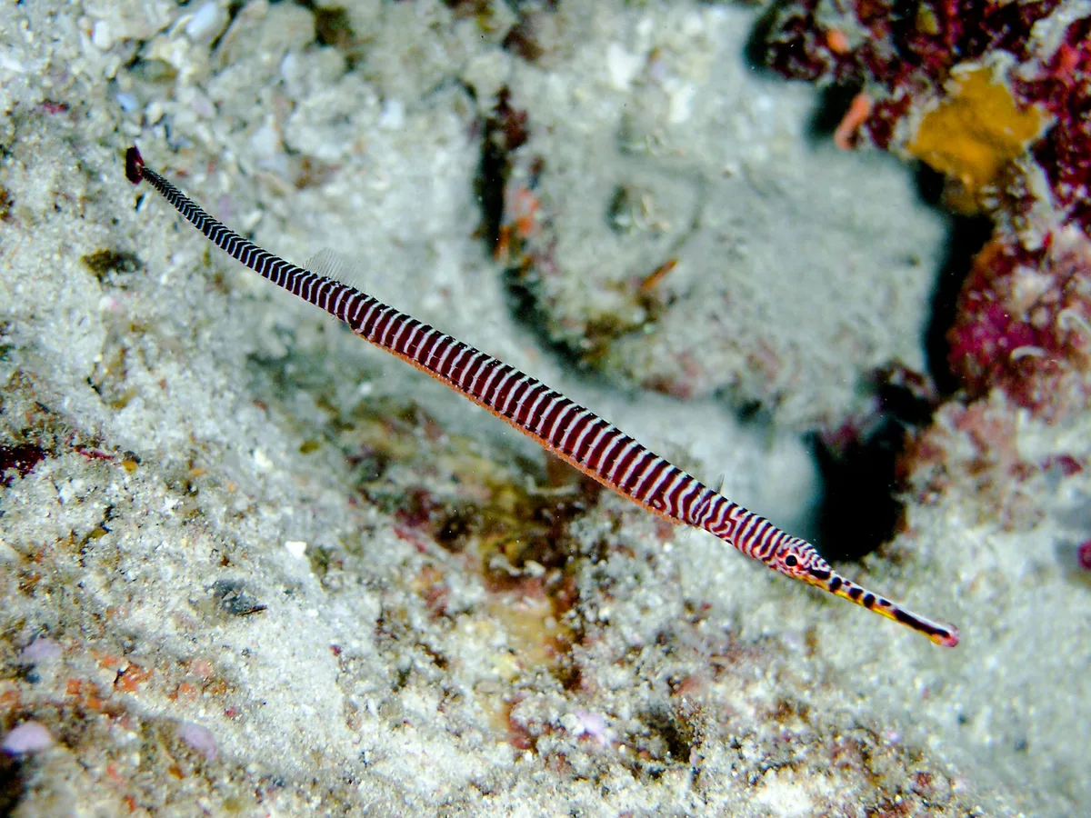 pipefish-1