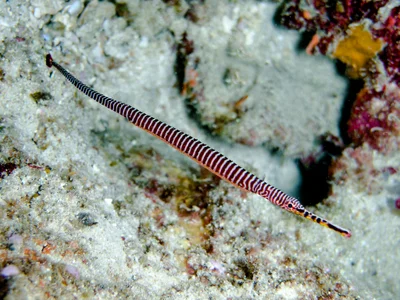 pipefish-1