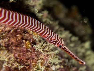 Multibar Pipefish