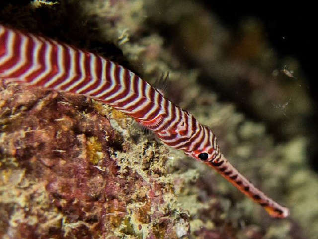 Multibar Pipefish