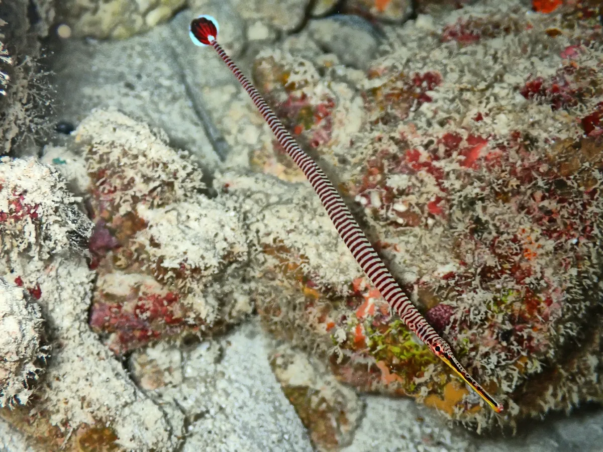 Dunckerocampus multiannulatus - Atollo Alif Alif, Maldive