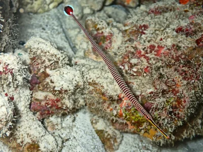 Dunckerocampus multiannulatus - Atollo Alif Alif, Maldive
