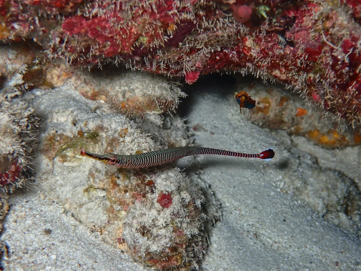 Dunckerocampus multiannulatus - Atollo Alif Alif, Maldive