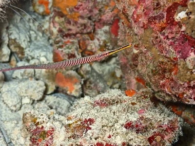 Dunckerocampus multiannulatus - Atollo Alif Alif, Maldive