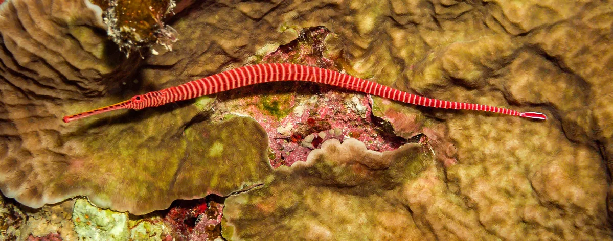 Dunckerocampus multiannulatus - Small Giftun Island, Egypt