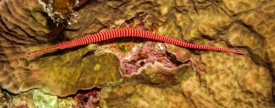 Dunckerocampus multiannulatus - Small Giftun Island, Egypt