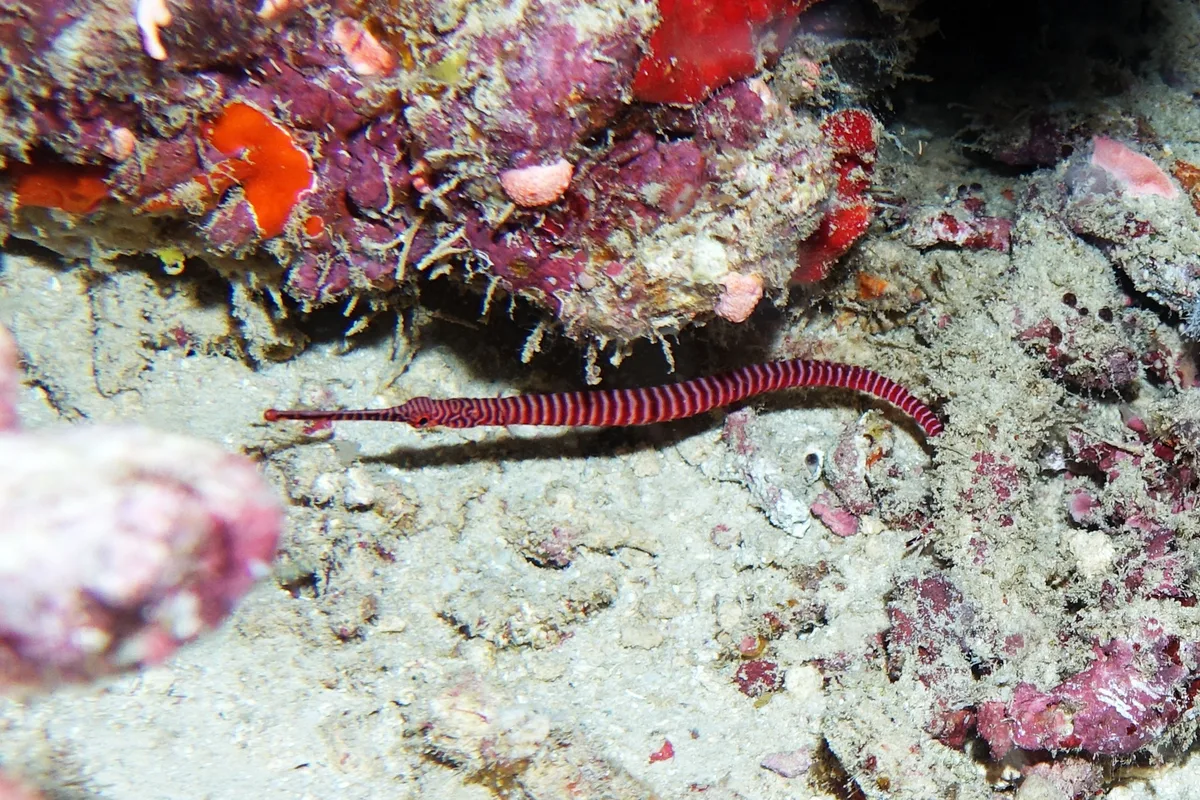 Dunckerocampus multiannulatus - Mayotte