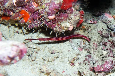 Dunckerocampus multiannulatus - Mayotte