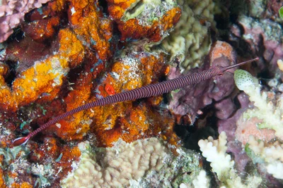 Dunckerocampus multiannulatus - Maldives