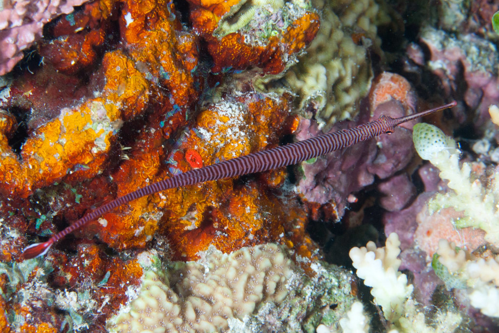 Dunckerocampus multiannulatus - Maldives
