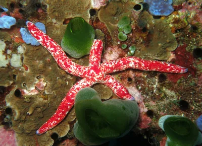 Sea star (Linckia multifora)