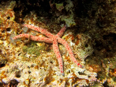 Sea Star Linckia multifora