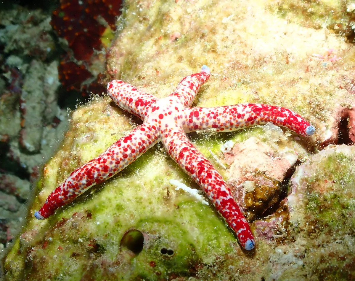 Linckia multifora