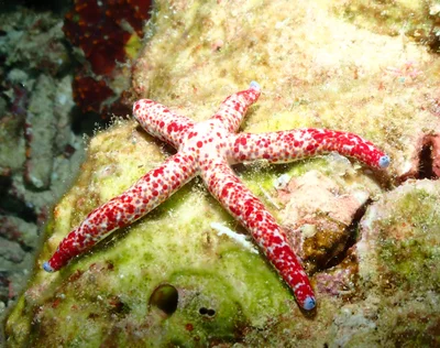 Linckia multifora