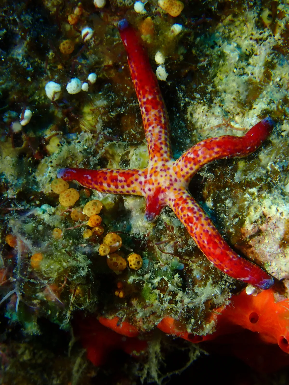 Linckia multifora - Albert Cove, Rabi, Fiji
