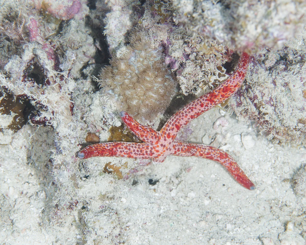 Linckia multifora - Ra, Western, Fiji