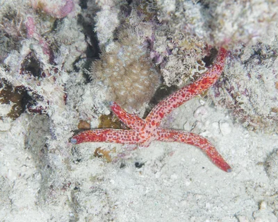 Linckia multifora - Ra, Western, Fiji