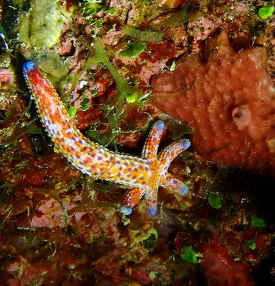 Linckia multifora - Matagi Island, Fiji