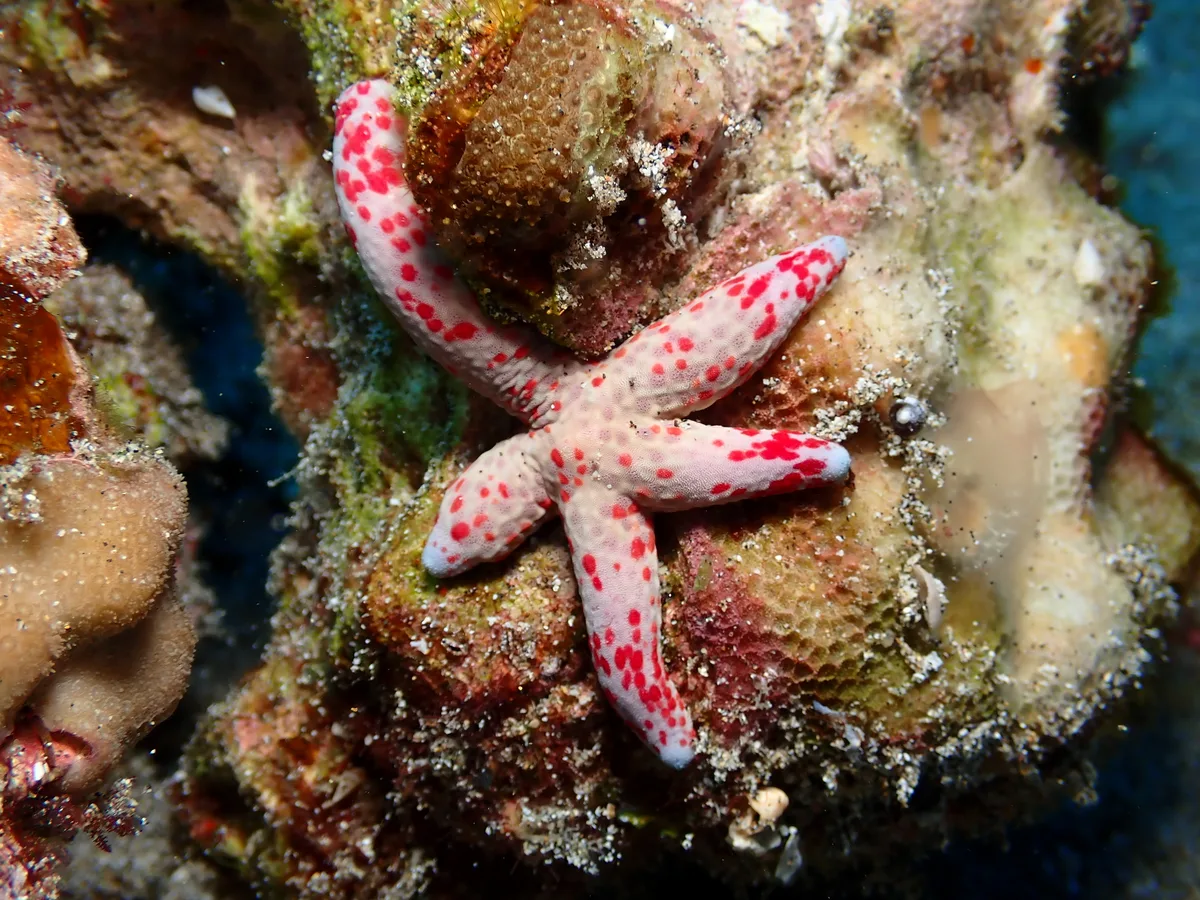 Linckia multifora - South Kona, HI, USA
