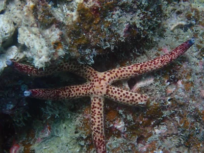 Linckia multifora - West Papua, ID