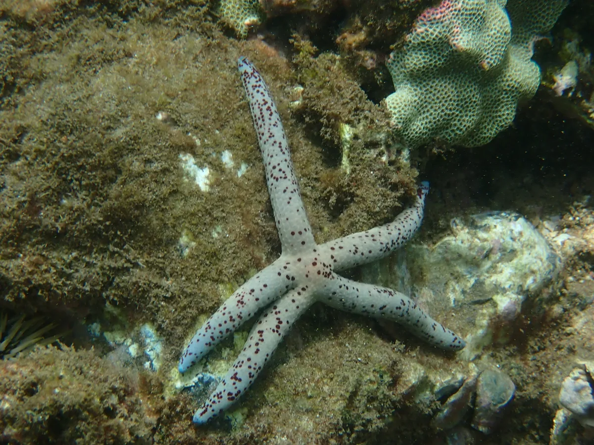 Linckia multifora - Wailea, Wailea-Makena, HI 96753, USA