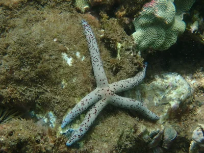 Linckia multifora - Wailea, Wailea-Makena, HI 96753, USA