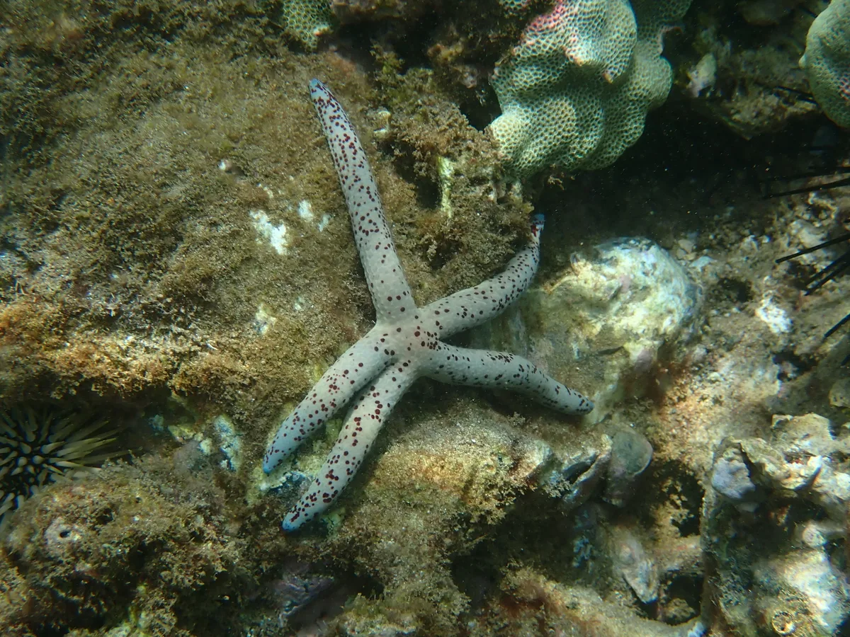Linckia multifora - Wailea, Wailea-Makena, HI 96753, USA