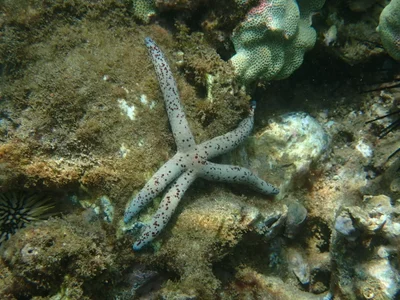 Linckia multifora - Wailea, Wailea-Makena, HI 96753, USA