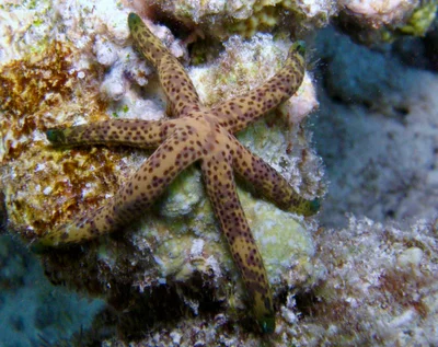 Linckia multifora - Embudu, Maldives