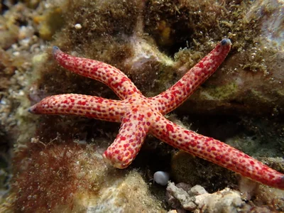Linckia multifora - 台灣澎湖縣望安鄉