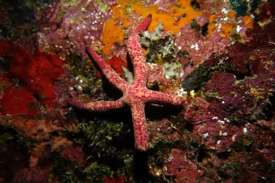 Linckia multifora - Mayotte