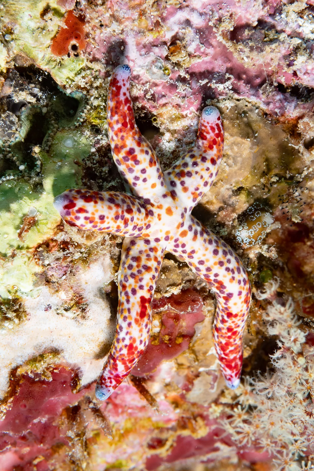 Linckia multifora - Bali Barat, ID-BA-BL, ID-BA, ID