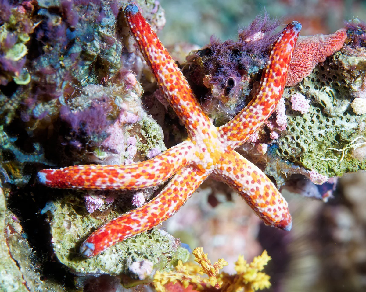Linckia multifora - Ra, Western, Fiji