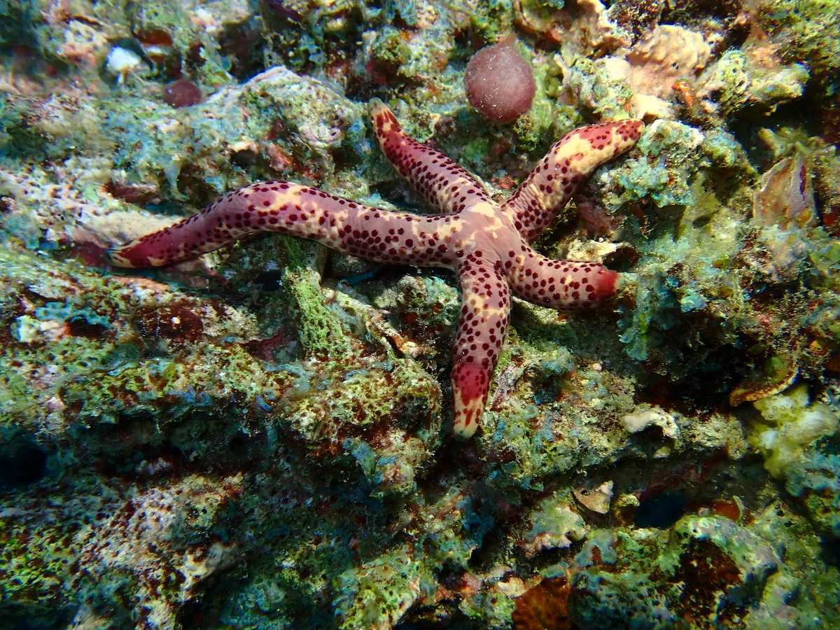 Linckia multifora - Alifu Dhaalu Atoll, Maldives