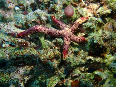 Linckia multifora - Alifu Dhaalu Atoll, Maldives