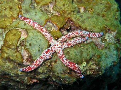Linckia multifora - Kolombangara, Solomon Islands