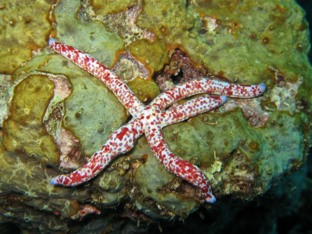 Linckia multifora - Kolombangara, Solomon Islands