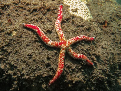 Linckia multifora - Kolombangara, Solomon Islands