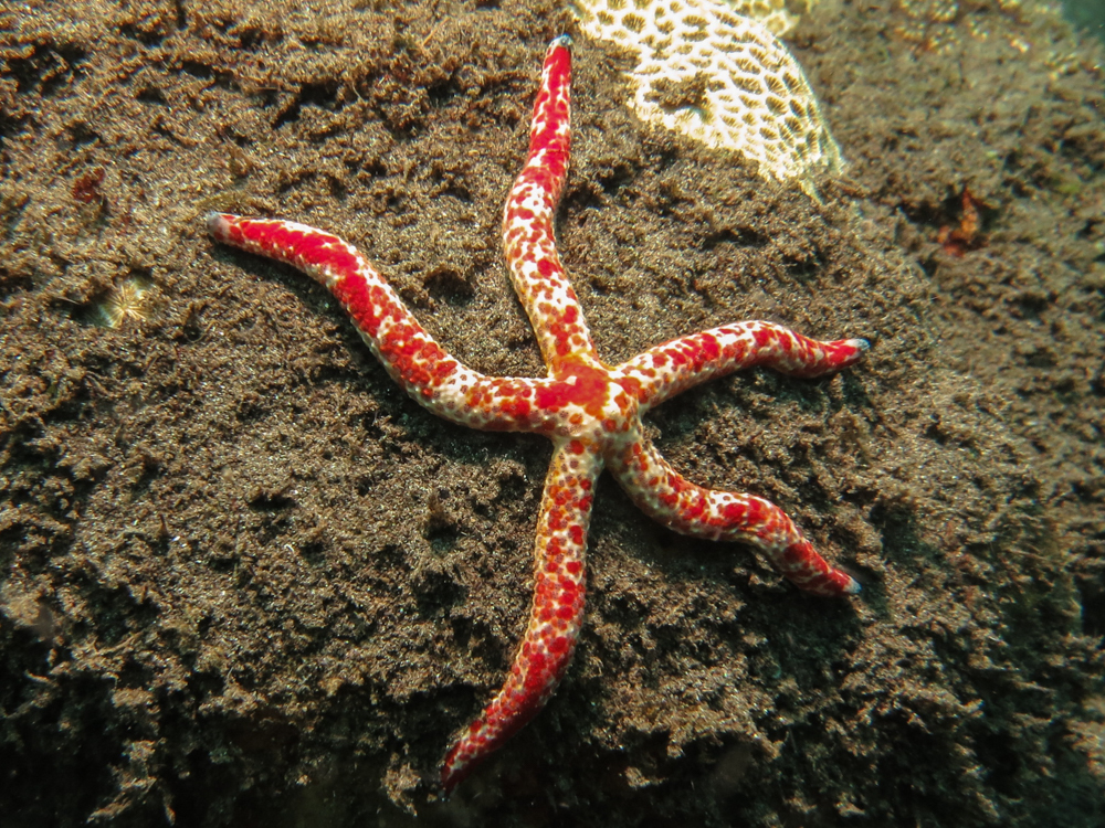 Linckia multifora - Kolombangara, Solomon Islands