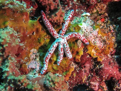 Linckia multifora - Kolombangara, Solomon Islands