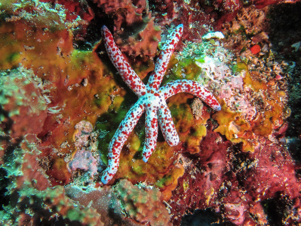 Linckia multifora - Kolombangara, Solomon Islands