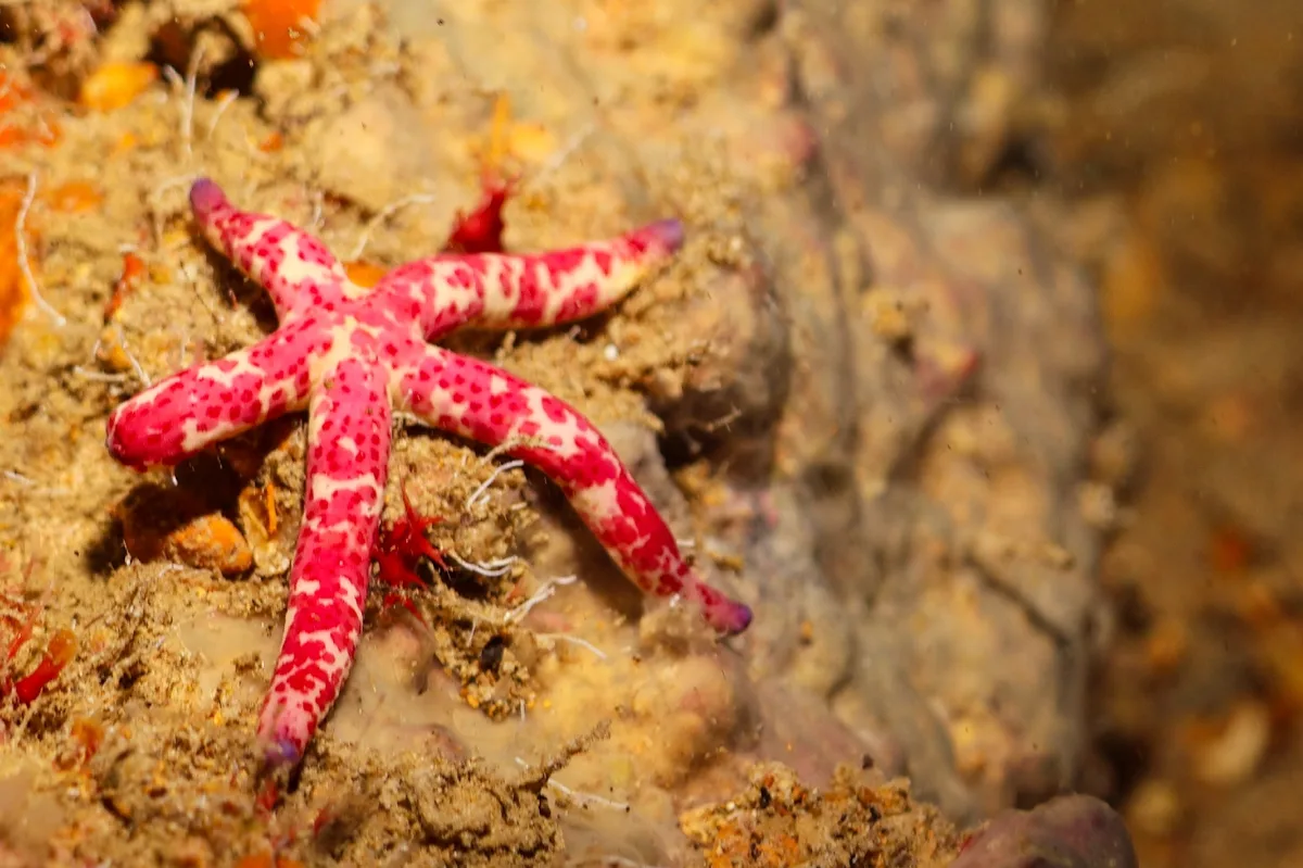 Linckia multifora - Red Sea