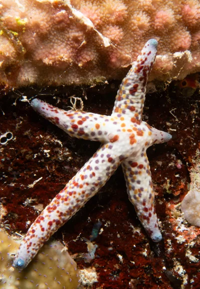 Linckia multifora - "Ulong sandbar, Palau"