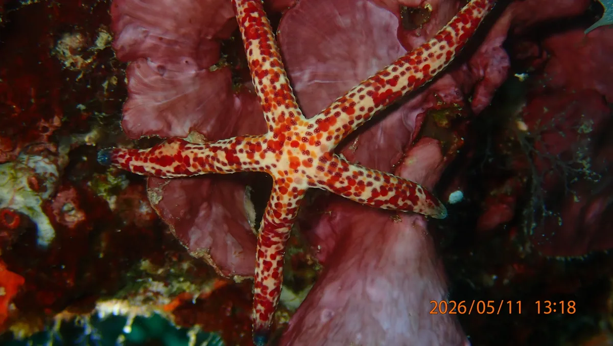 Linckia multifora - Menjangan Island, Sumber Klampok, Gerokgak, Buleleng Regency, Bali, Indonesia