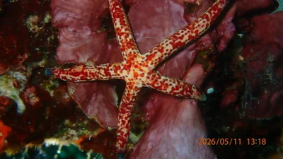 Linckia multifora - Menjangan Island, Sumber Klampok, Gerokgak, Buleleng Regency, Bali, Indonesia