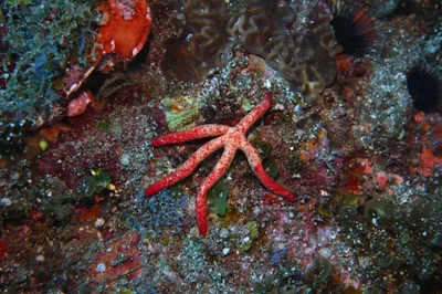 Linckia multifora - Unknown7, JP-SZ, JP