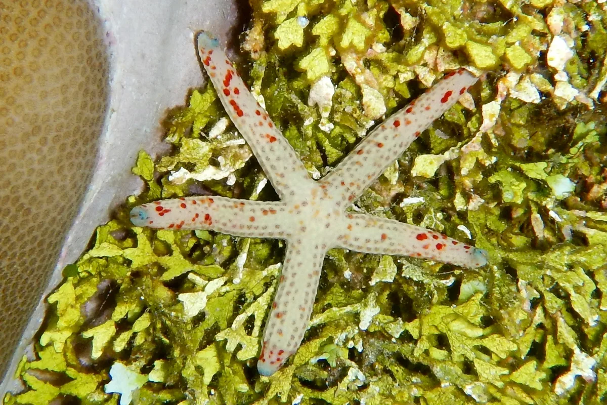 Linckia multifora - Pohnpei, Micronesia