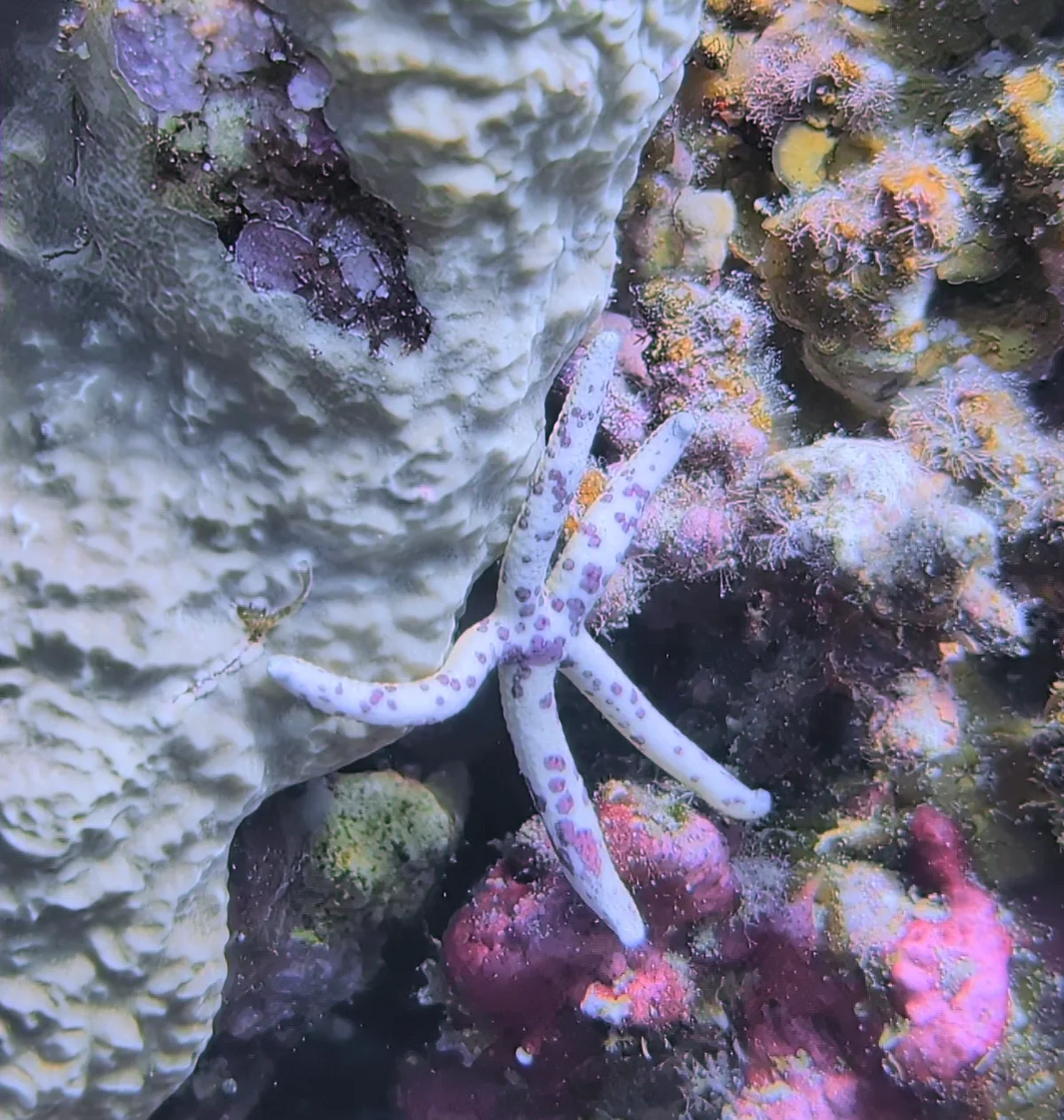 Multipore Sea Star